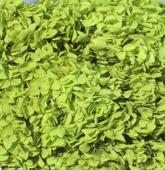 Bakewareind Dried Hydrangeas Leaves Preserved, Green - Bakeware India