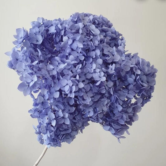 Bakewareind Dried Hydrangeas Leaves Preserved, Lavender - Bakeware India