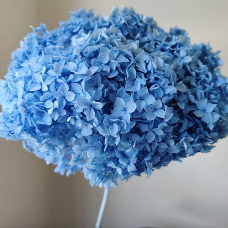 Bakewareind Dried Hydrangeas Leaves Preserved, Light Blue - Bakeware India
