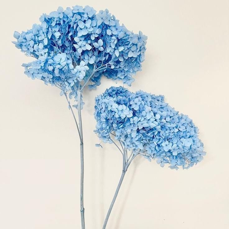 Bakewareind Dried Hydrangeas Leaves Preserved, Light Blue - Bakeware India
