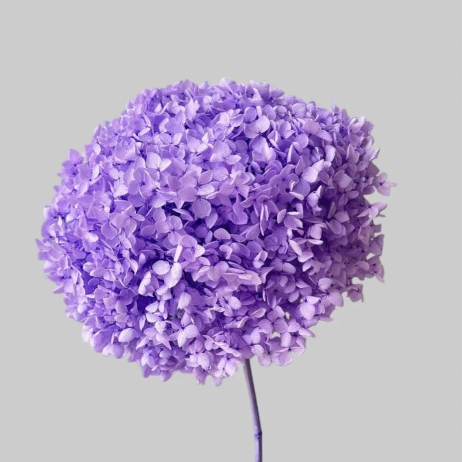 Bakewareind Dried Hydrangeas Leaves Preserved, Lilac - Bakeware India