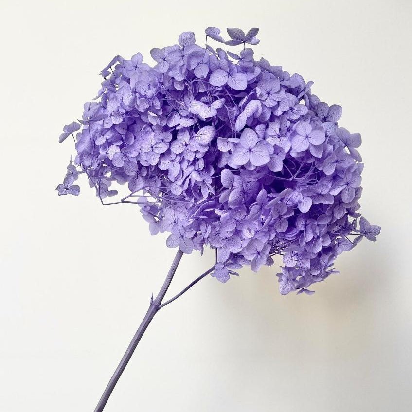 Bakewareind Dried Hydrangeas Leaves Preserved, Lilac - Bakeware India