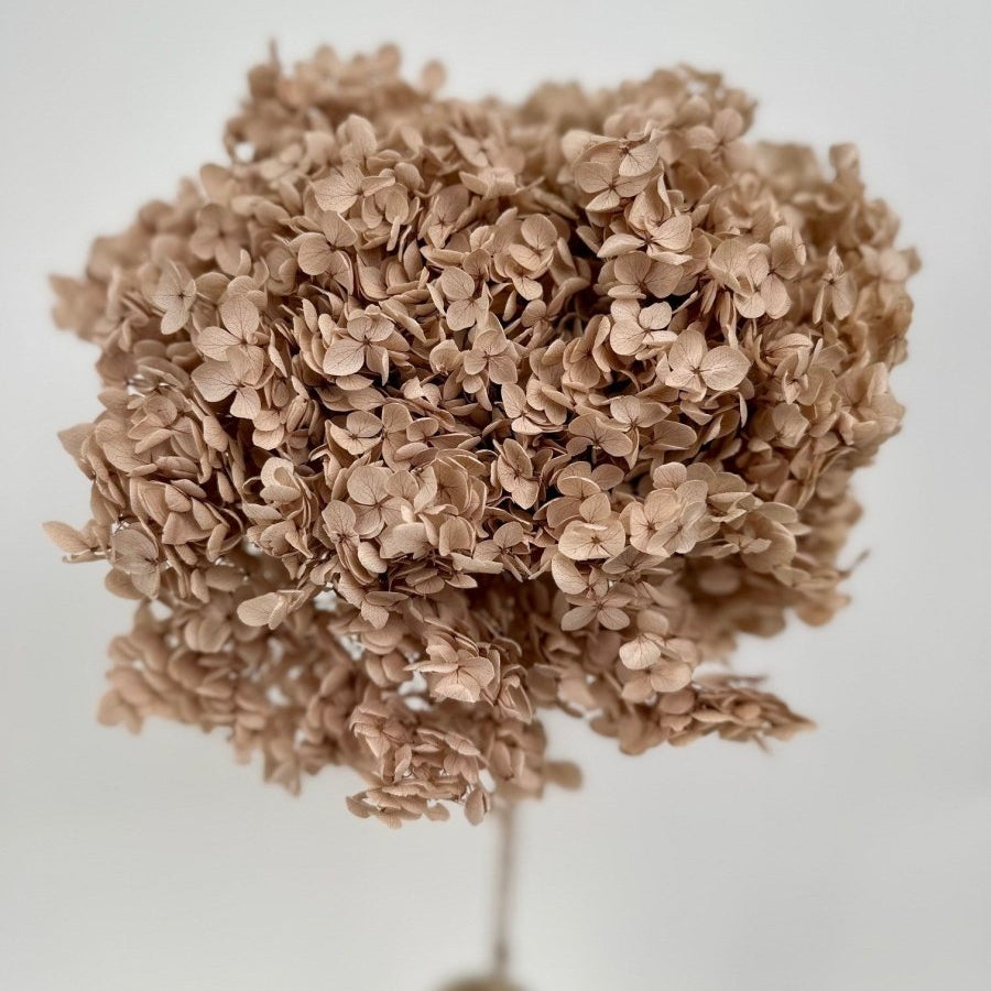 Bakewareind Dried Hydrangeas Leaves Preserved, Natural Brown - Bakeware India
