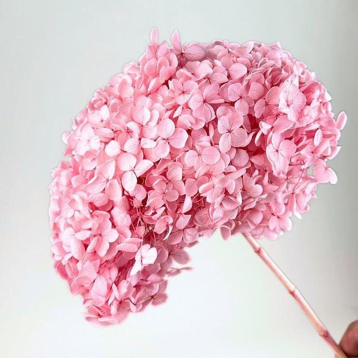 Bakewareind Dried Hydrangeas Leaves Preserved, Pink - Bakeware India