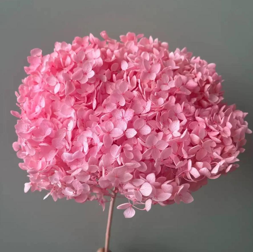 Bakewareind Dried Hydrangeas Leaves Preserved, Pink - Bakeware India
