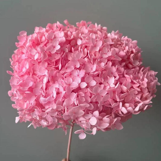 Bakewareind Dried Hydrangeas Leaves Preserved, Pink - Bakeware India