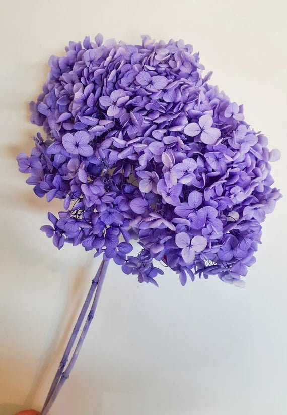 Bakewareind Dried Hydrangeas Leaves Preserved, Purple - Bakeware India