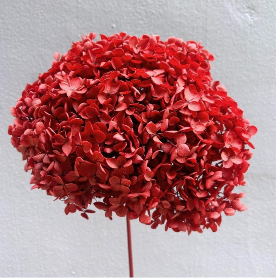 Bakewareind Dried Hydrangeas Leaves Preserved, Red - Bakeware India