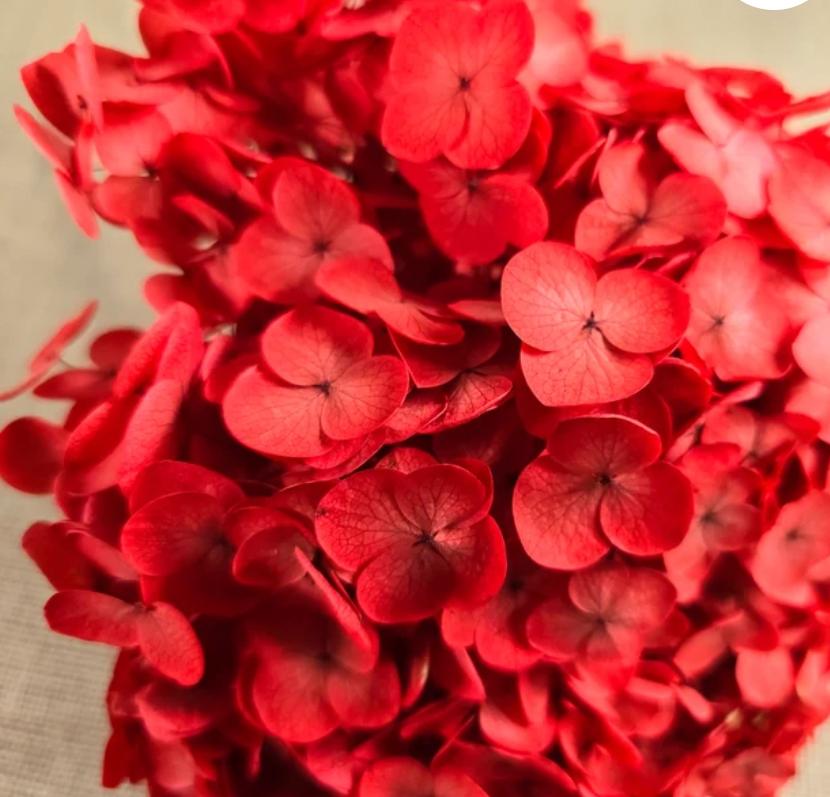 Bakewareind Dried Hydrangeas Leaves Preserved, Red - Bakeware India