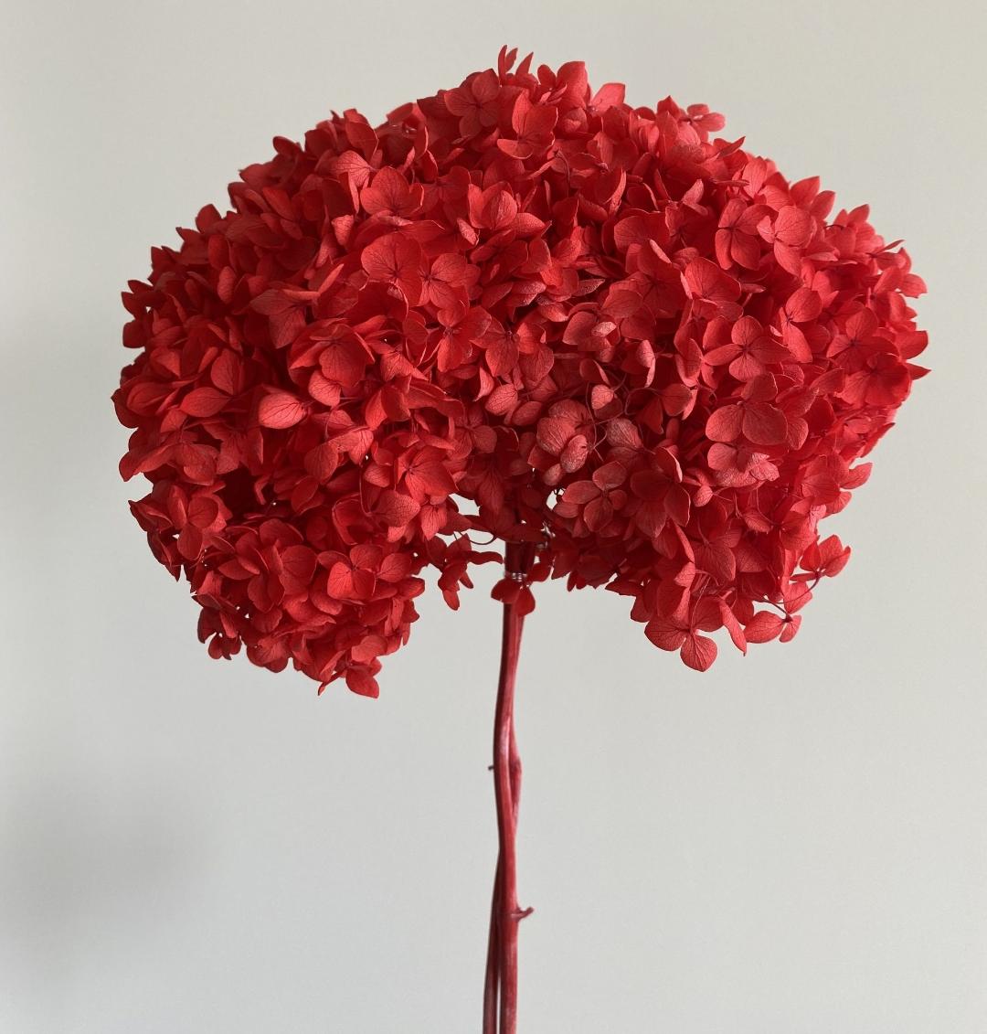 Bakewareind Dried Hydrangeas Leaves Preserved, Red - Bakeware India