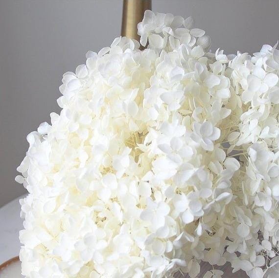 Bakewareind Dried Hydrangeas Leaves Preserved, White - Bakeware India