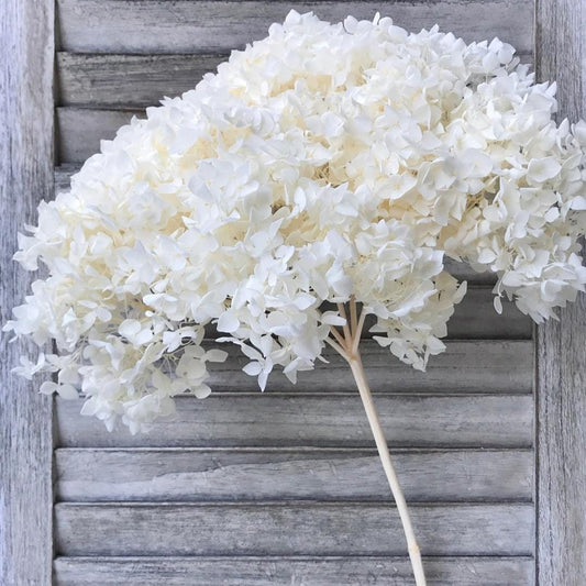 Bakewareind Dried Hydrangeas Leaves Preserved, White - Bakeware India