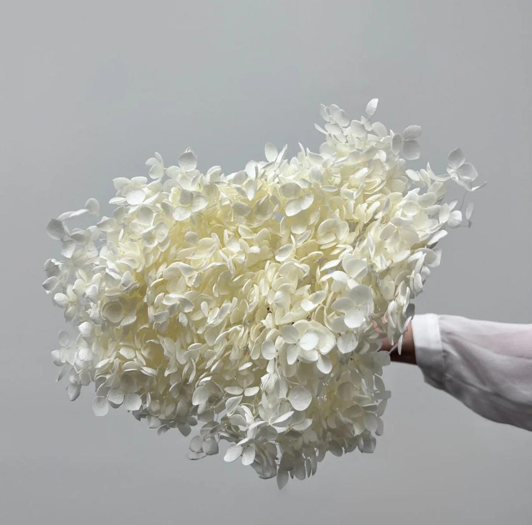 Bakewareind Dried Hydrangeas Leaves Preserved, White - Bakeware India