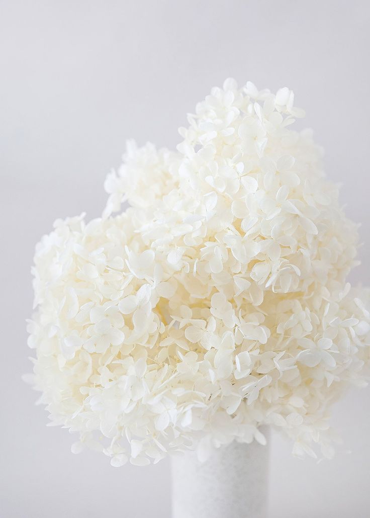 Bakewareind Dried Hydrangeas Leaves Preserved, White - Bakeware India