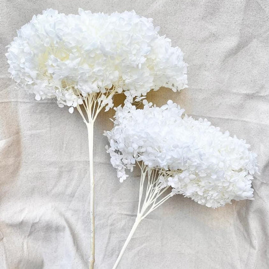 Bakewareind Dried Hydrangeas Leaves Preserved, White - Bakeware India