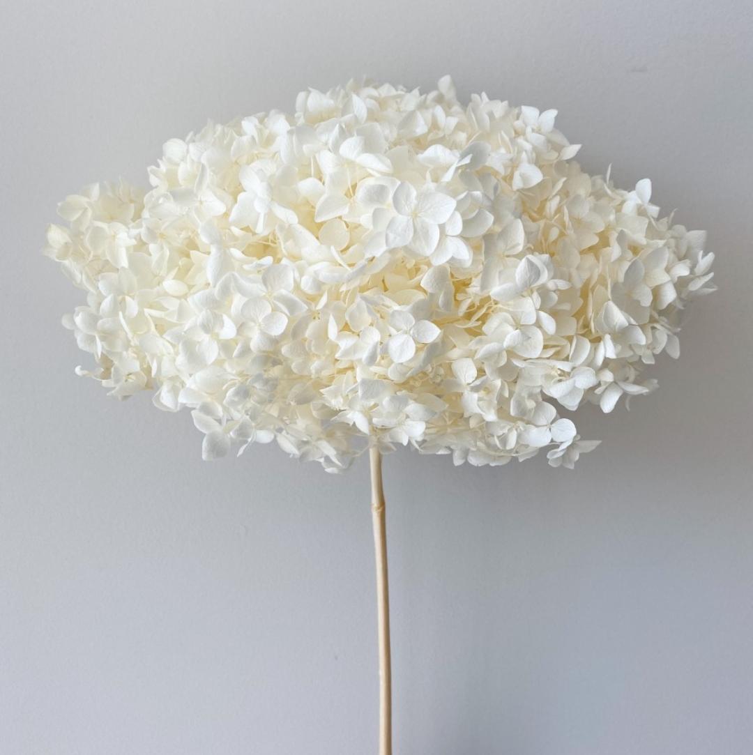 Bakewareind Dried Hydrangeas Leaves Preserved, White - Bakeware India