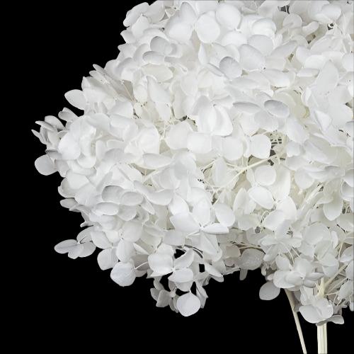 Bakewareind Dried Hydrangeas Leaves Preserved, White - Bakeware India