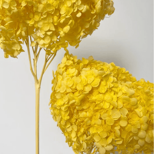 Bakewareind Dried Hydrangeas Leaves Preserved, Yellow - Bakeware India