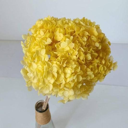 Bakewareind Dried Hydrangeas Leaves Preserved, Yellow - Bakeware India