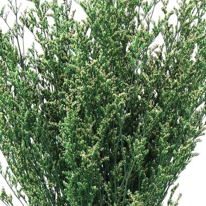 Bakewareind Dried Limonium Grass, Green - Bakeware India