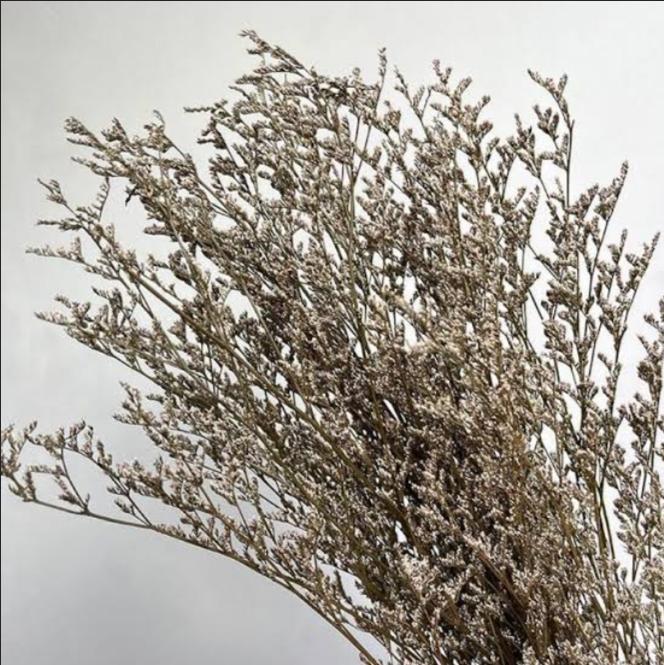 Bakewareind Dried Limonium Grass, Natural - Bakeware India