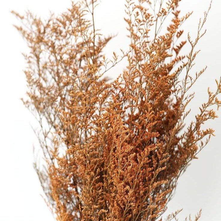 Bakewareind Dried Limonium Grass, Orange - Bakeware India