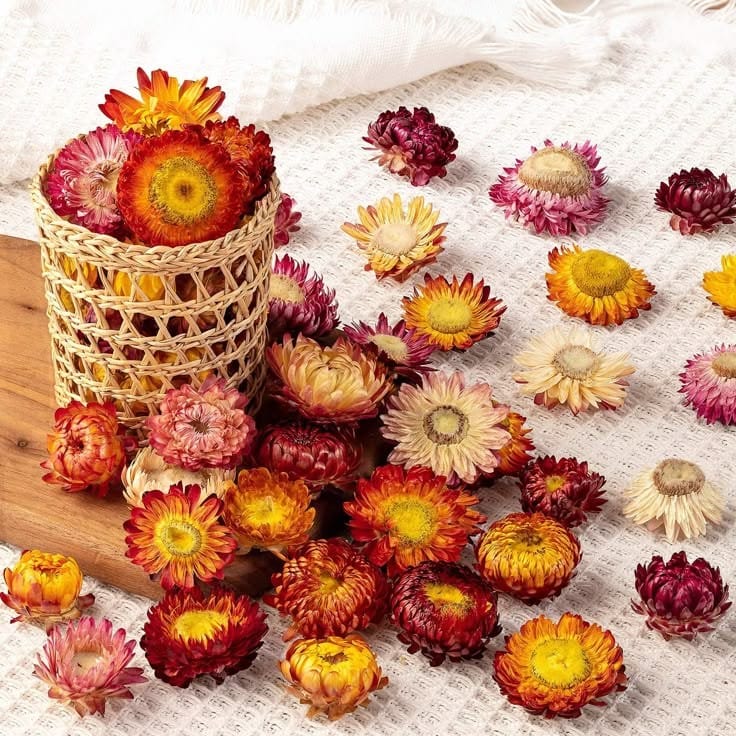Bakewareind Dried Multicolor Daisy Flower - Bakeware India