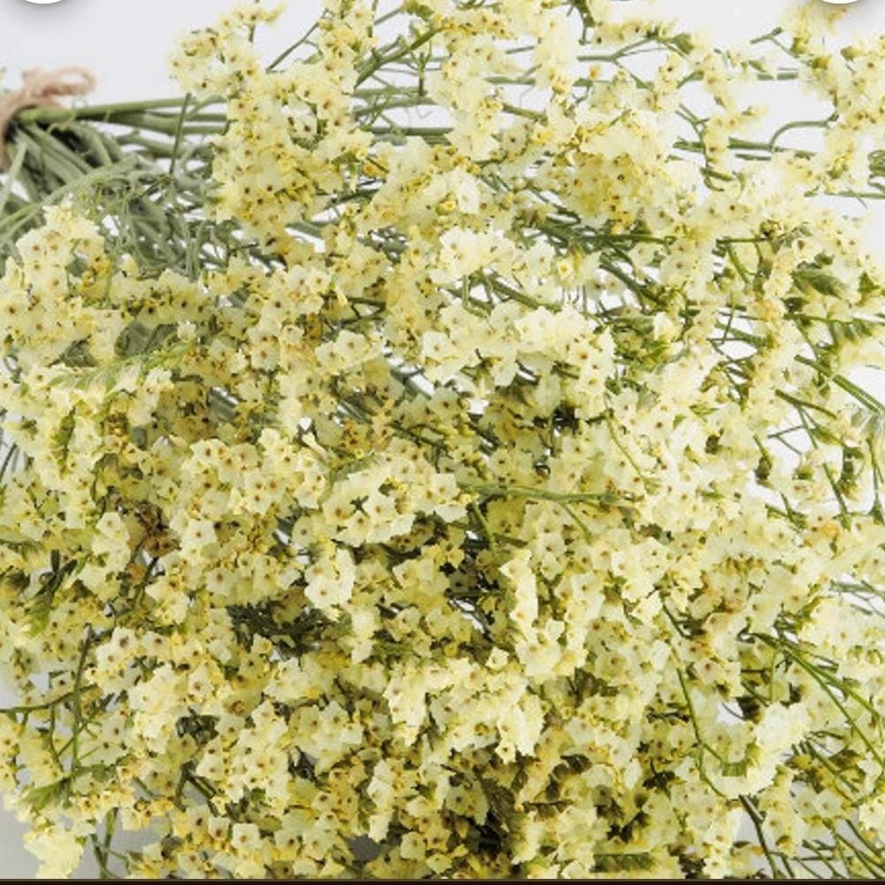 Bakewareind Dried Natural Crystal Grass, { Select Color } - Bakeware India