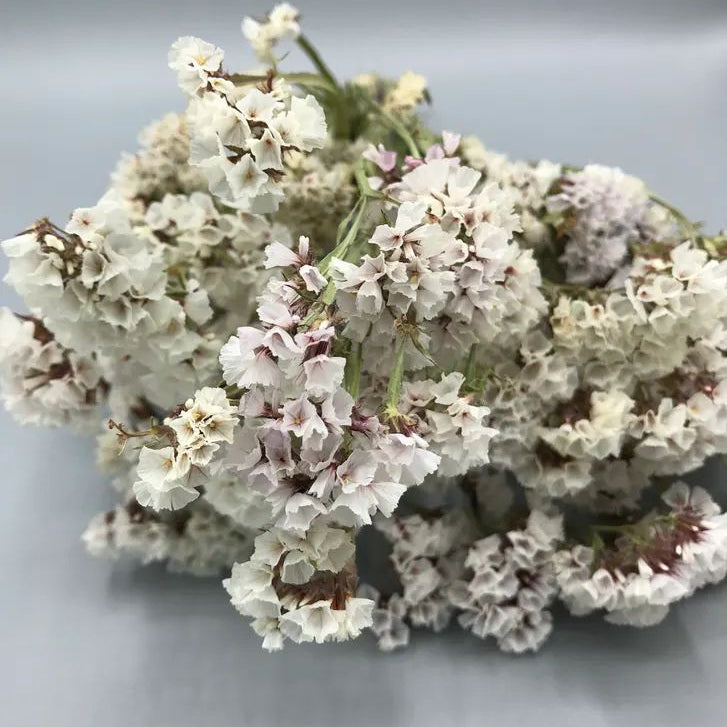Bakewareind Dried Natural Statice Flower, { Select Color } - Bakeware India