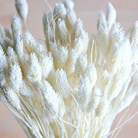 Bakewareind Dried Phalaris Italian Grass, White - Bakeware India