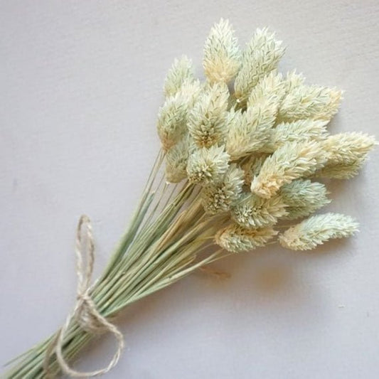 Bakewareind Dried Phalaris Italian Grass,Natural - Bakeware India