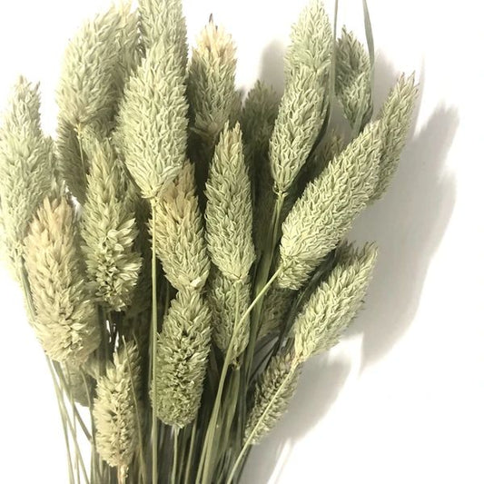 Bakewareind Dried Phalaris Italian Grass,Natural - Bakeware India