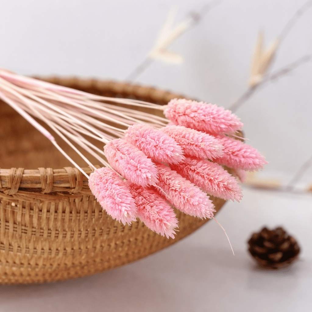 Bakewareind Dried Phalaris Natural Italian Grass Pack, 10pcs [ Select Color ] - Bakeware India