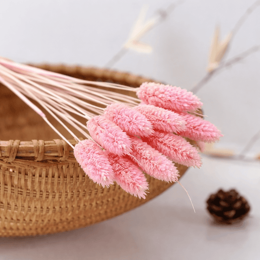 Bakewareind Dried Phalaris Natural Italian Grass Pack, 10pcs [ Select Color ] - Bakeware India