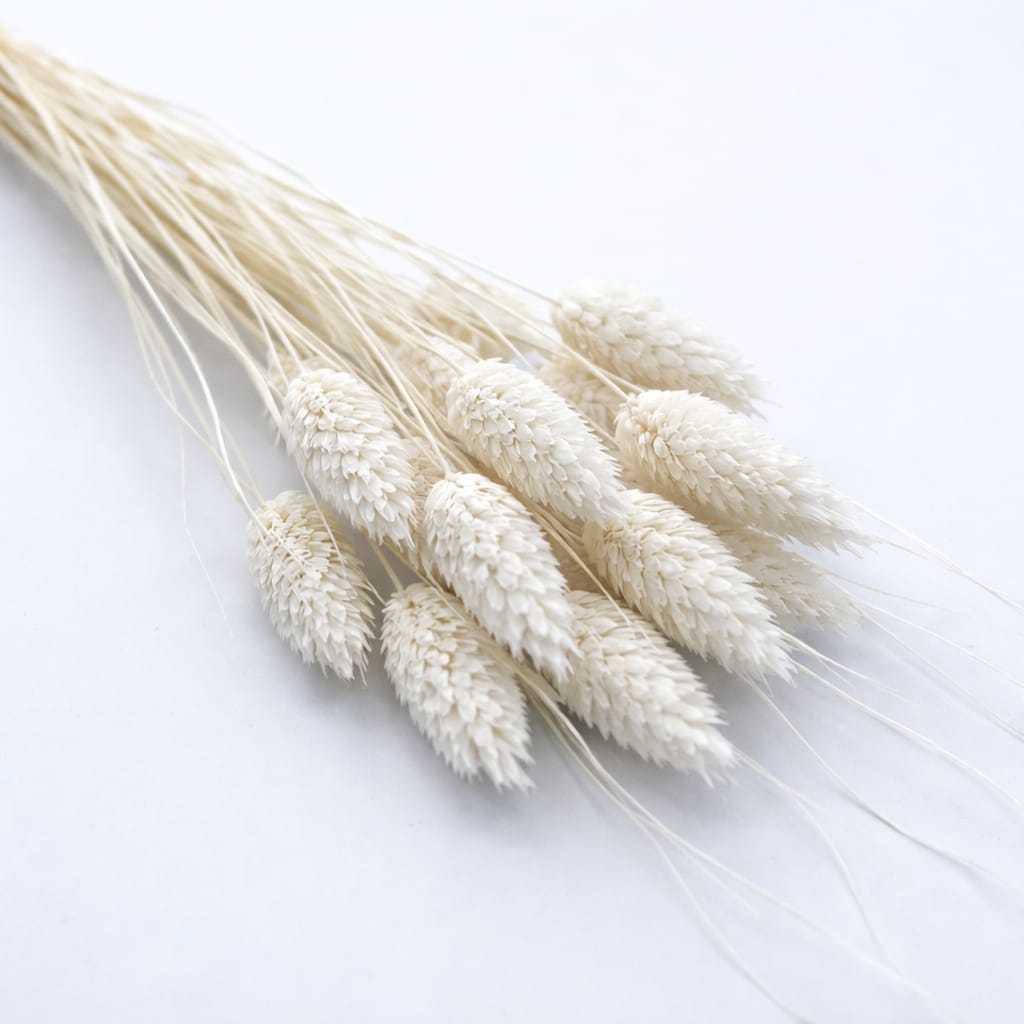 Bakewareind Dried Phalaris Natural Italian Grass Pack, 10pcs [ Select Color ] - Bakeware India