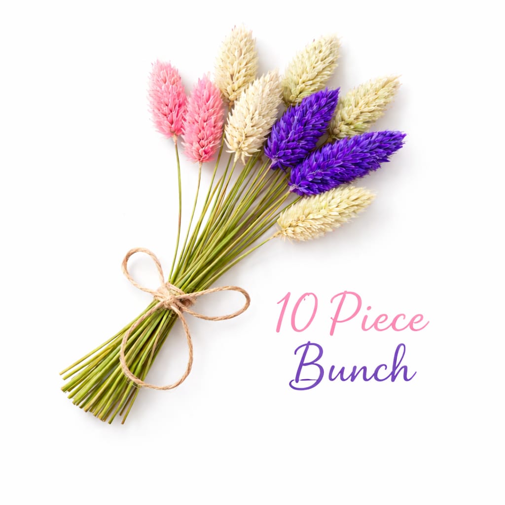 Bakewareind Dried Phalaris Natural Italian Grass Pack, 10pcs [ Select Color ] - Bakeware India