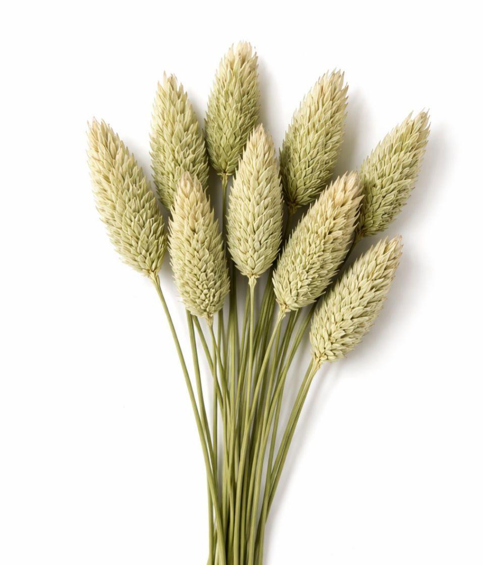 Bakewareind Dried Phalaris Natural Italian Grass Pack, 10pcs [ Select Color ] - Bakeware India