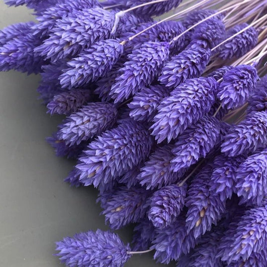 Bakewareind Dried Phalaris Natural Italian Grass,Purple - Bakeware India