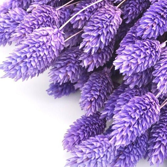 Bakewareind Dried Phalaris Natural Italian Grass,Purple - Bakeware India