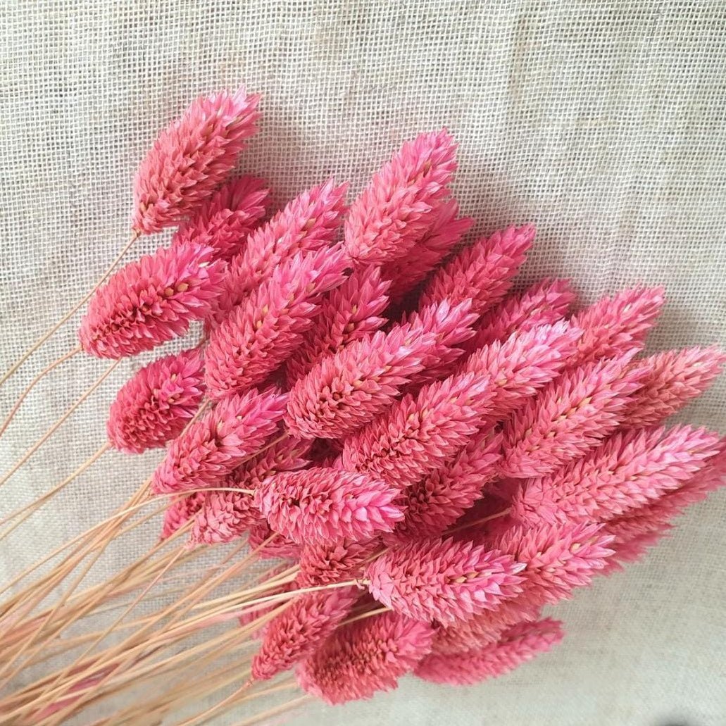 Bakewareind Dried Phalaris Pink Italian Grass, Dark Pink - Bakeware India