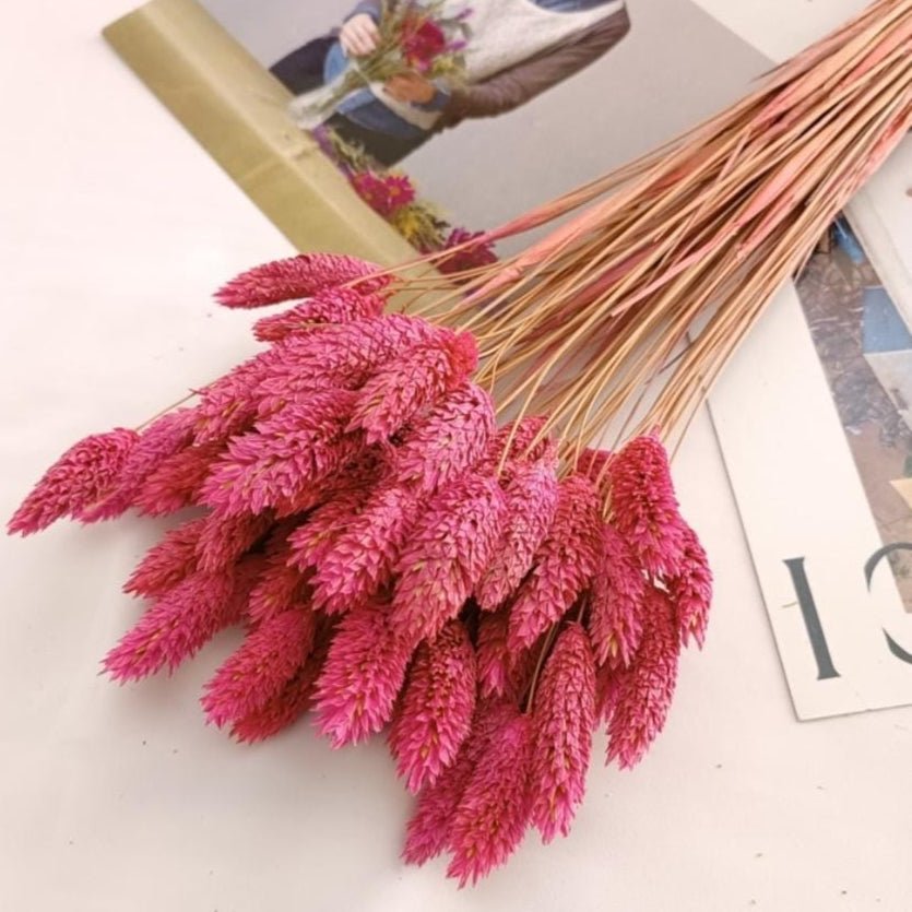 Bakewareind Dried Phalaris Pink Italian Grass, Dark Pink - Bakeware India