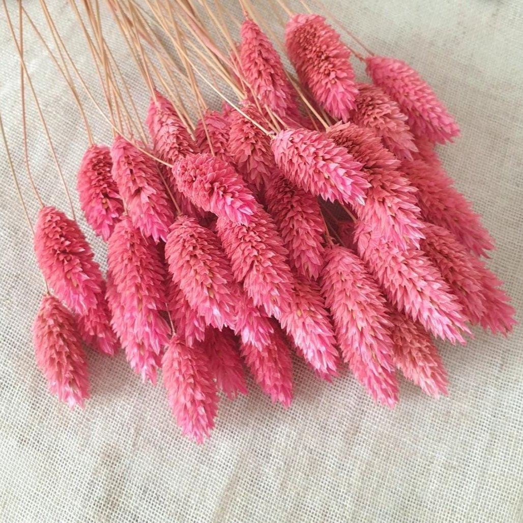 Bakewareind Dried Phalaris Pink Italian Grass, Dark Pink - Bakeware India