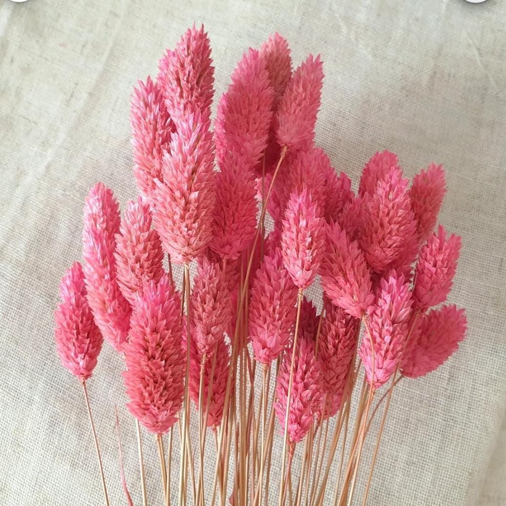 Bakewareind Dried Phalaris Pink Italian Grass, Dark Pink - Bakeware India