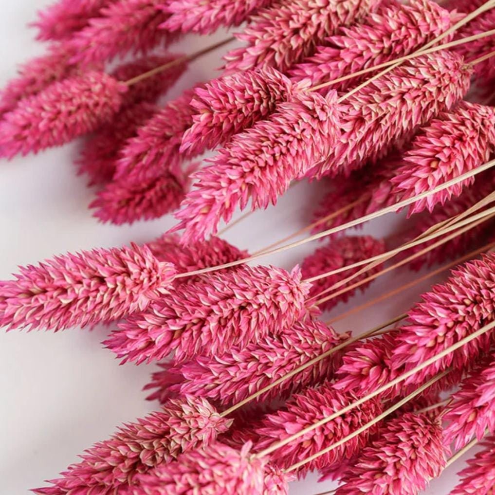 Bakewareind Dried Phalaris Pink Italian Grass, Dark Pink - Bakeware India