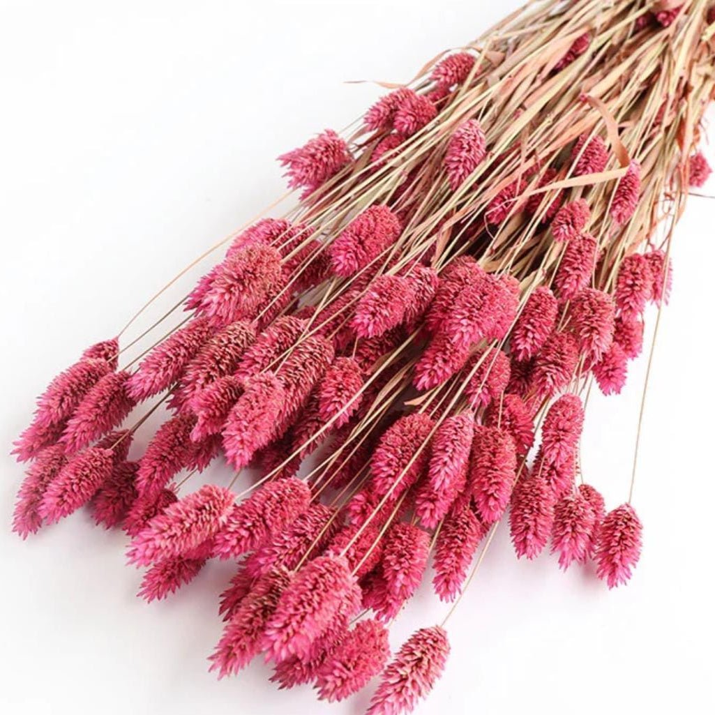 Bakewareind Dried Phalaris Pink Italian Grass, Dark Pink - Bakeware India