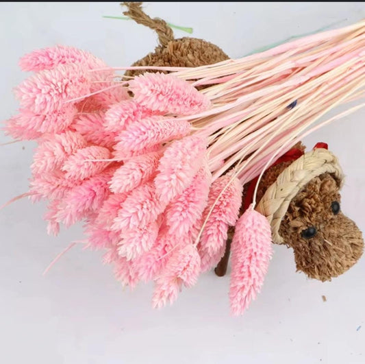Bakewareind Dried Phalaris Pink Italian Grass,Pink - Bakeware India