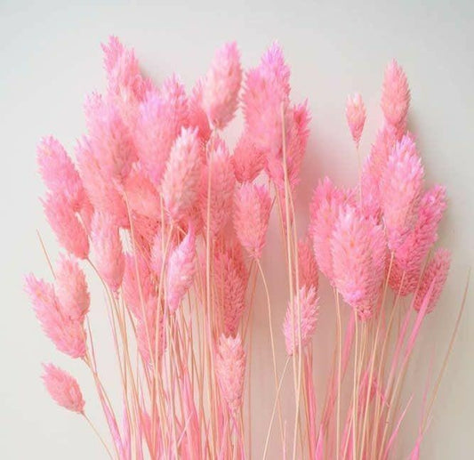 Bakewareind Dried Phalaris Pink Italian Grass,Pink - Bakeware India