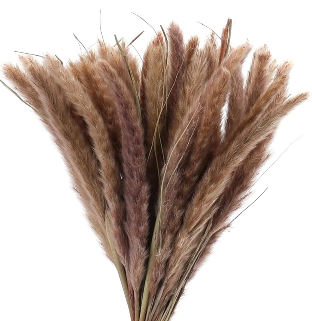 Bakewareind Dried Reed Pampass Grass, Brown - Bakeware India