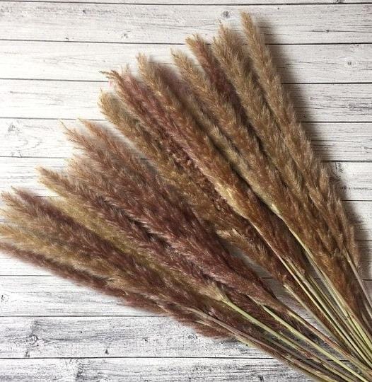 Bakewareind Dried Reed Pampass Grass, Brown - Bakeware India