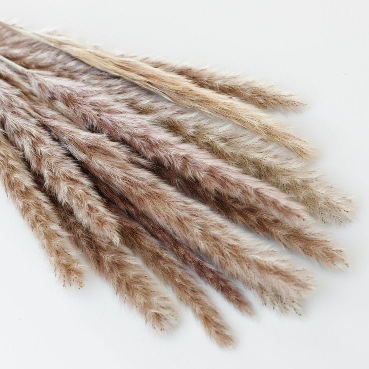 Bakewareind Dried Reed Pampass Grass, Brown - Bakeware India